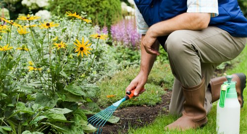 In this outdoor garden scene, a person is kneeling on well-maintained green grass, tending to flowering plants with a small garden rake. The garden features a variety of plants, including tall yellow flowers in the foreground, possibly daisies or sunflowers, with purple and pink blooms further back, creating a colorful border. The soil around the plants appears freshly turned, indicating recent planting or weeding. A white spray bottle is placed on the grass nearby, suggesting ongoing plant care. The garden is surrounded by lush green hedges and trees in the background, under a clear, bright sky, indicative of fair weather. This scene exemplifies typical garden maintenance within a landscaped outdoor space, possibly associated with professional gardening services in the Seven Kings area, with an emphasis on healthy, well-organized plant beds and a tidy lawn. The overall setting reflects a serene, well-kept garden environment suitable for enhancing outdoor spaces through professional gardening and landscaping services offered by Gardening Services Seven Kings.